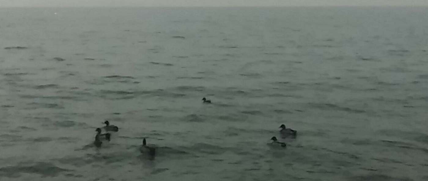 Alba del 17 novembre